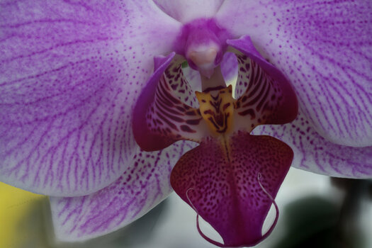 Orchidee-Mitte 900 px.jpg Orchidee-Mitte 900 px.jpg