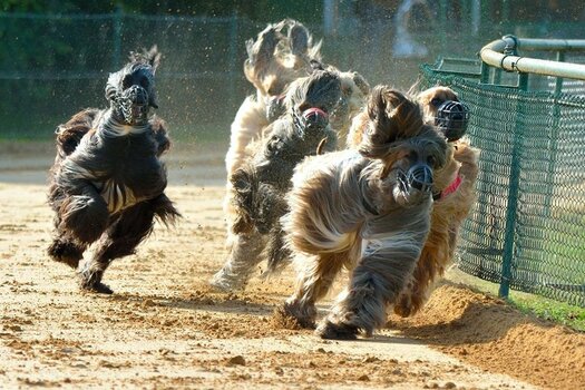 Windhund_Afghanen_2014.jpg Windhund_Afghanen_2014.jpg