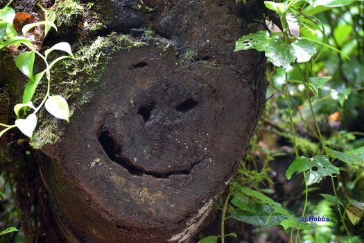 Baumgesicht.jpg