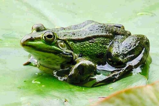 Frosch_DSC_0411.jpg