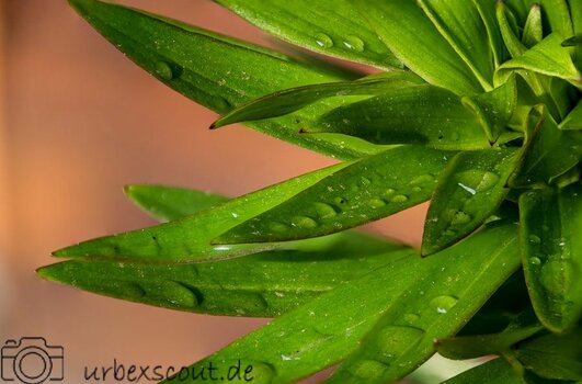 Macro_Tropfen-Blume-web.jpg