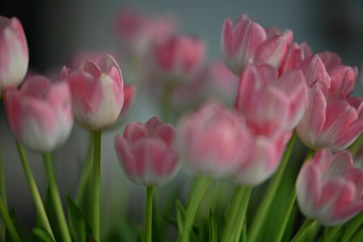 Tulpen.jpeg