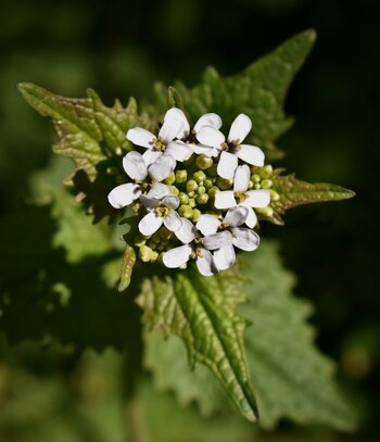 plant-5059564.jpg