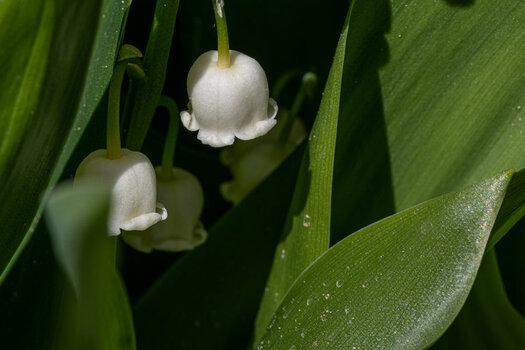 Z7H_0115.jpg