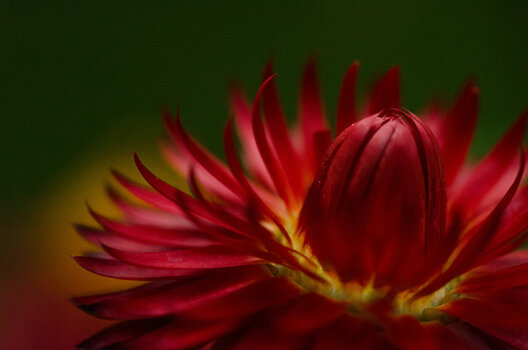 Blume.jpg
