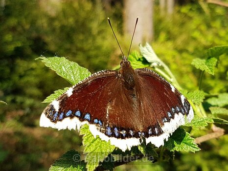 schmetterling_falter_20200425_153105_klein.jpg