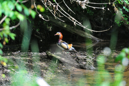 DSC_7175.JPG
