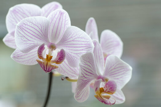 Orchidee.jpg