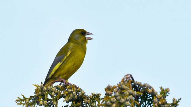 DSC_4083.JPG