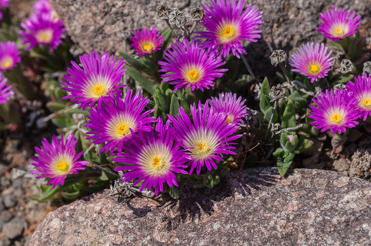 DSC_9007.jpg