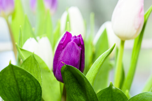 Tulpe_01.jpg