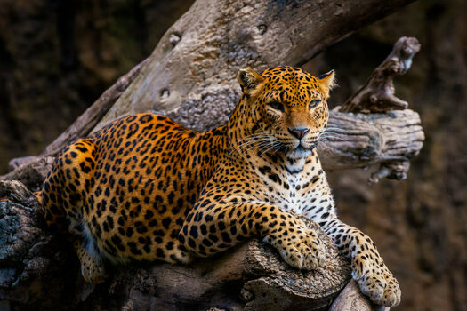 Pantherr.jpg