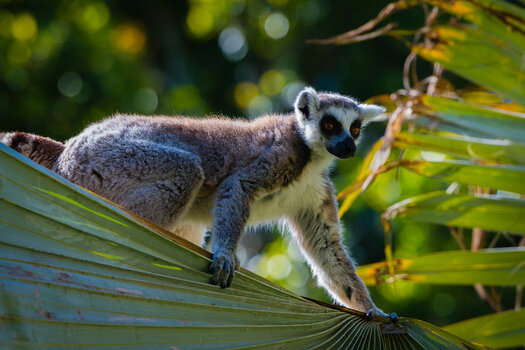 Lemur.jpg