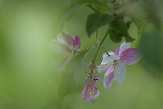 DSC_5293_hf.jpg