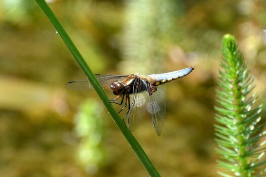 Libelle_DSC_5904.jpg