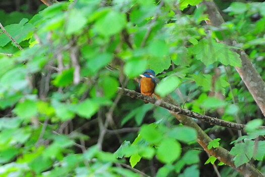 DSC_7890.JPG