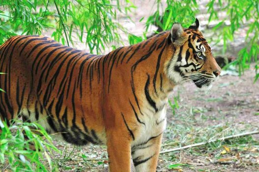 Tiger Sumatra DSC_0899.jpg