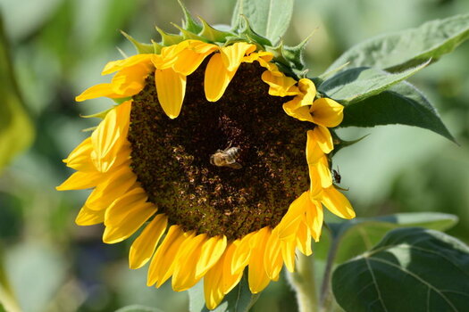 Sonnenblume_00001DSC_0207.jpg