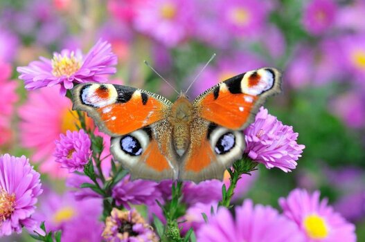 Schmetterling_Pfauenauge_DSC_2065.jpg
