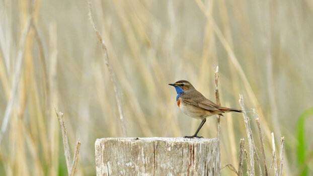 DSC_2452.JPG