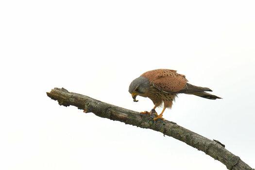 DSC_3012.JPG