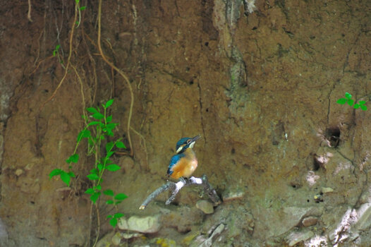 Eisvogel_001.JPG