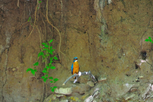 Eisvogel_002.JPG
