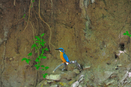 Eisvogel_003.JPG