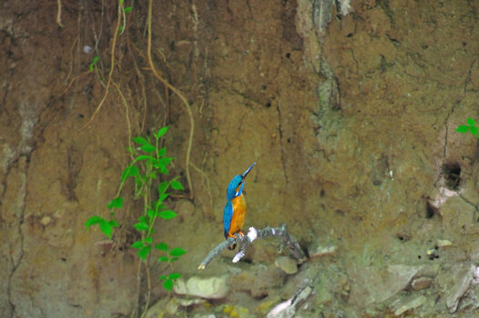 Eisvogel_004.JPG