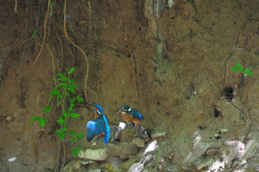 Eisvogel_005.JPG
