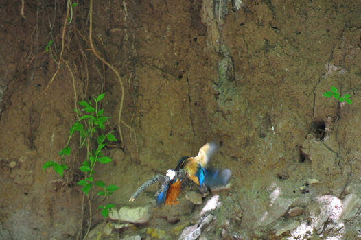 Eisvogel_006.JPG