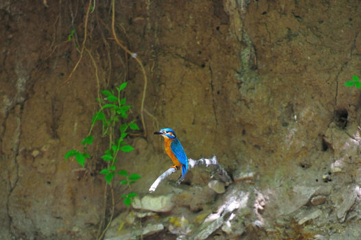 Eisvogel_008.JPG