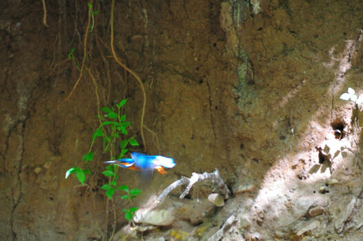 Eisvogel_017.JPG