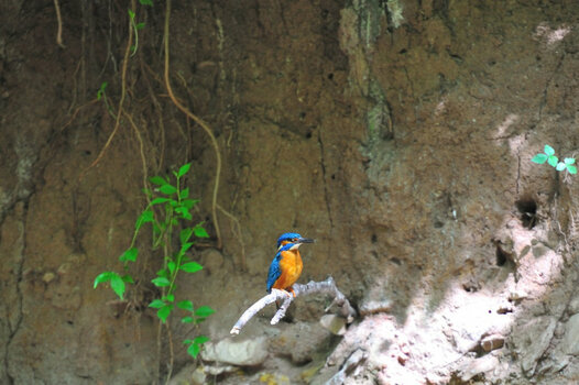 Eisvogel_019.JPG