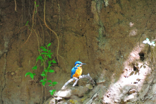 Eisvogel_016.JPG
