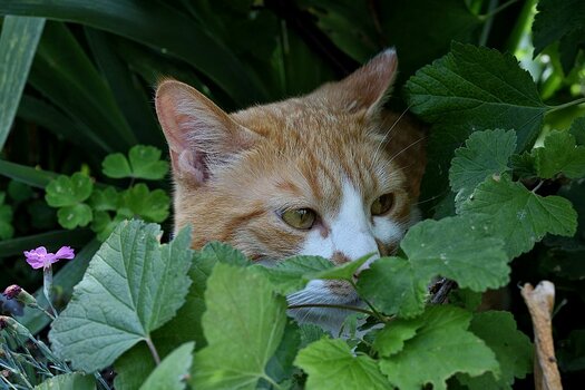 DSC_6331.crop.jpg