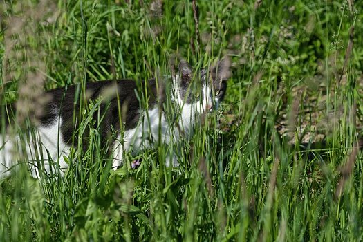 DSC_5687.2.crop.jpg