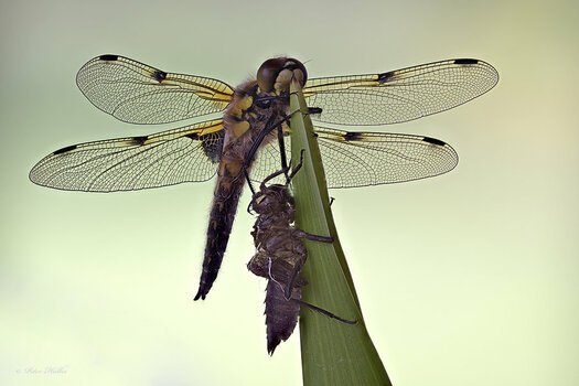 Libelle.jpg