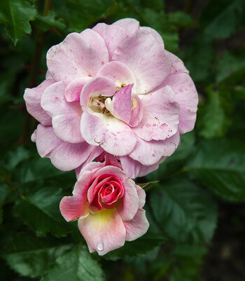 DSC_9437.jpg