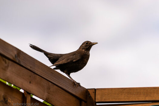 Amsel-2.jpg