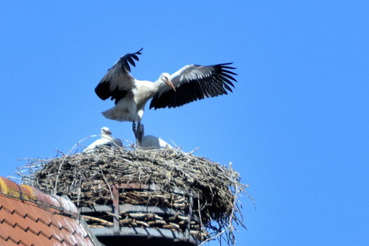 JPG_DSC_9409.JPG JPG_DSC_9409.JPG