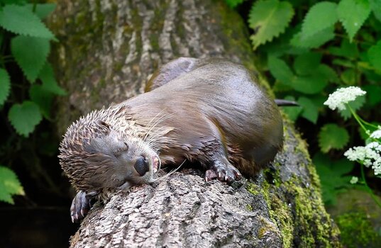 sleeping_Fischotter_D4M_8131_1024_NF.jpg