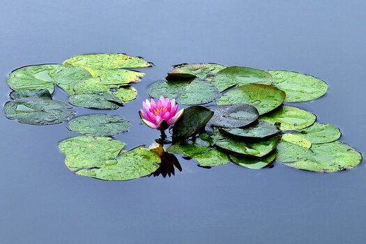 Seerose_001Kopie Kopie_017.JPG
