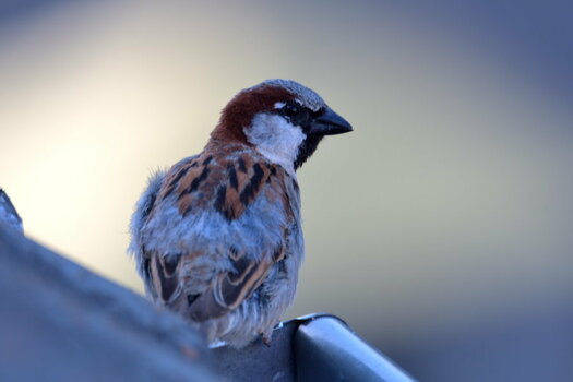 DSC_0137.JPG