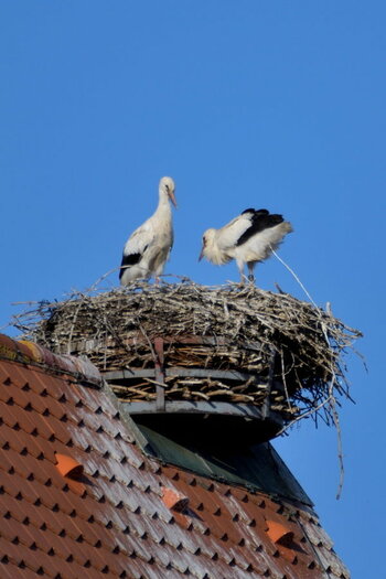 DSC_0213.JPG