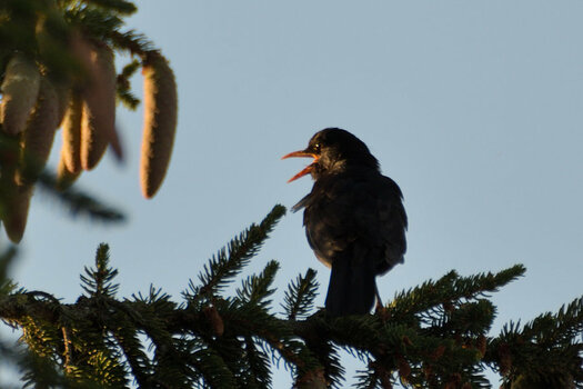 DSC_0228.JPG