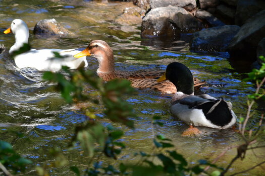 DSC_1012.JPG