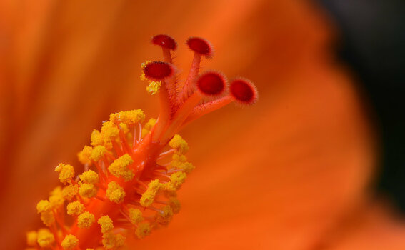 hibiskus_1200.jpg hibiskus_1200.jpg