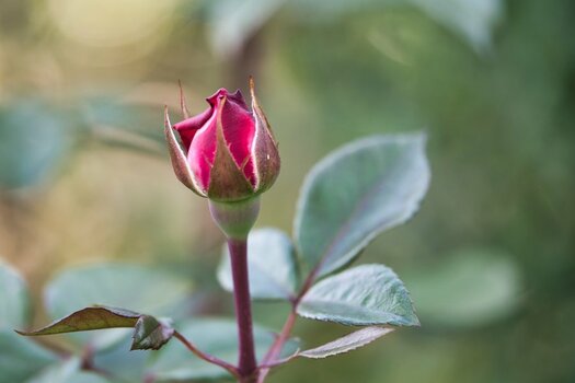 DSC_0764 (1)_red.jpg