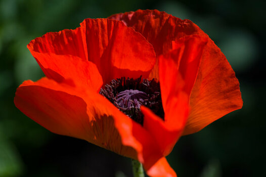 DSC_3118.jpg